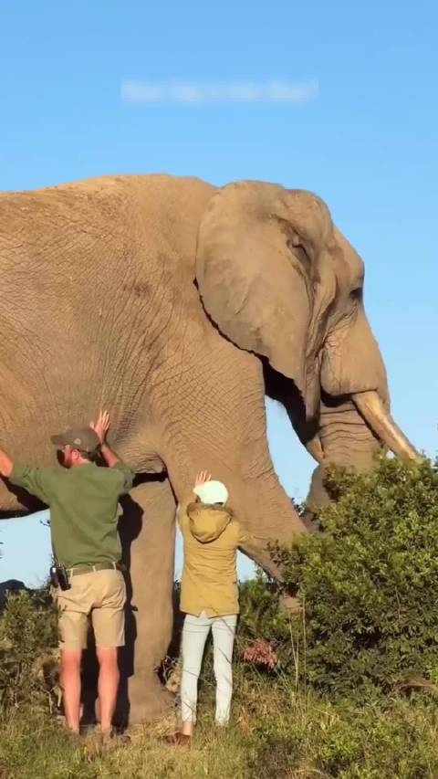 非洲象科普：草原巨型守护者面临生存危机
