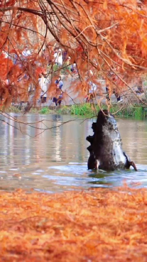 天鹅和哥斯拉没有同时出现过！
