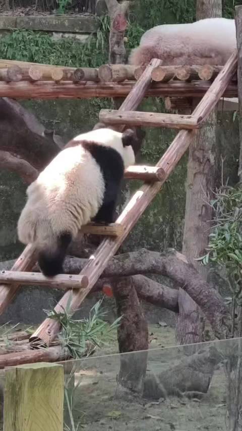 熊猫守护者寄语人生四季轮回，心中有光终迎黎明