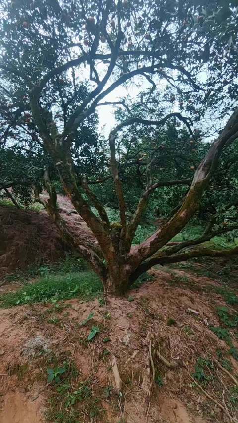 广西浦北百年大红柑老树见证陈皮传奇