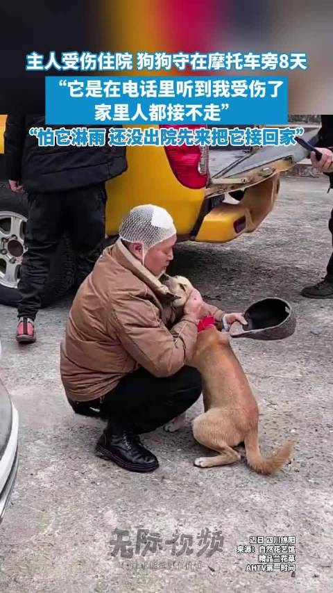 守主人摩托车旁8天的来福被接回家