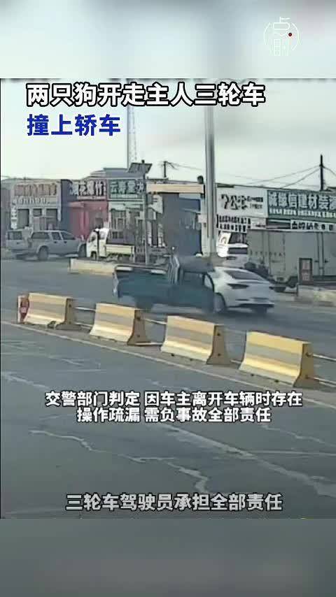 两只狗开走主人三轮车撞上轿车