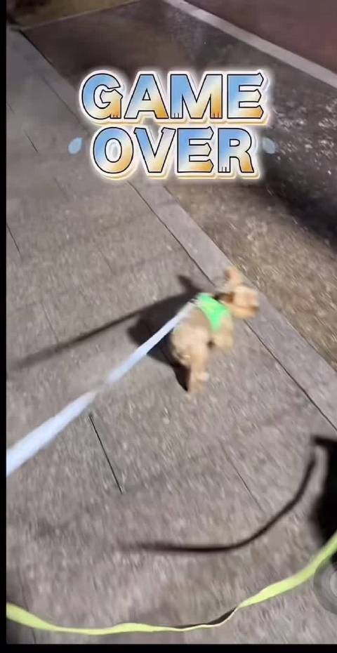 檀健次携宠物呆球出行引关注