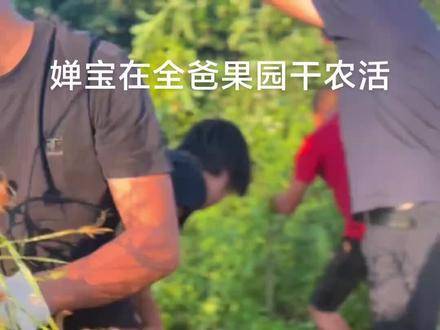 全红婵在果园里干农活