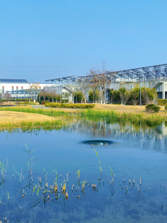 苏州工业园区循环经济产业园生态循环湿地。 澎湃新闻记者 丁珏汭 摄