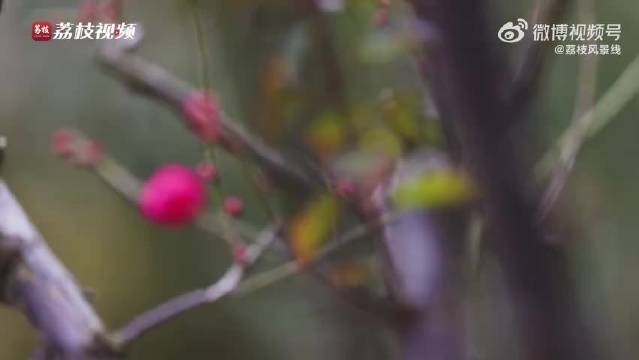 南京玄武湖梅花初绽，王源新曲伴赏冬日春意