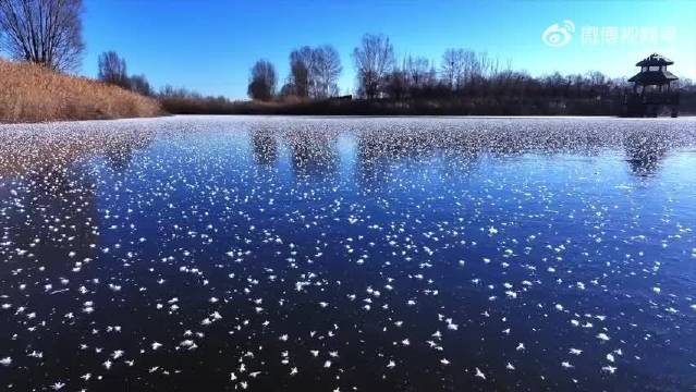 宁夏湿地冬日冰花绽放，王一博歌声伴美景