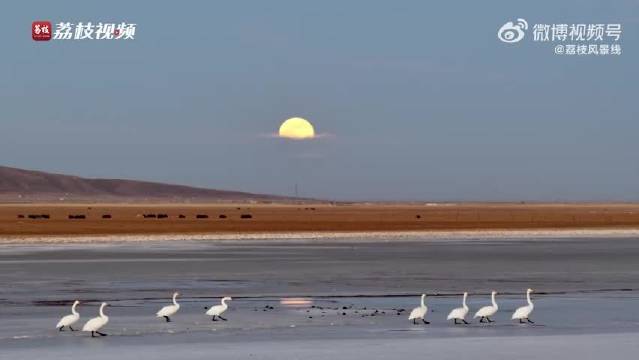 青海湖夕阳下天鹅群舞与周深《光亮》共谱美景