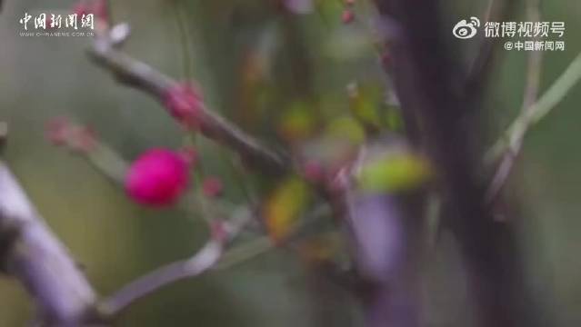 南京玄武湖梅花冬至绽放，周深献唱共赏冬日美景