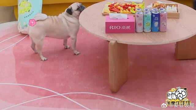 打开新世纪大门，颖儿给labubu准备时装秀，看呆