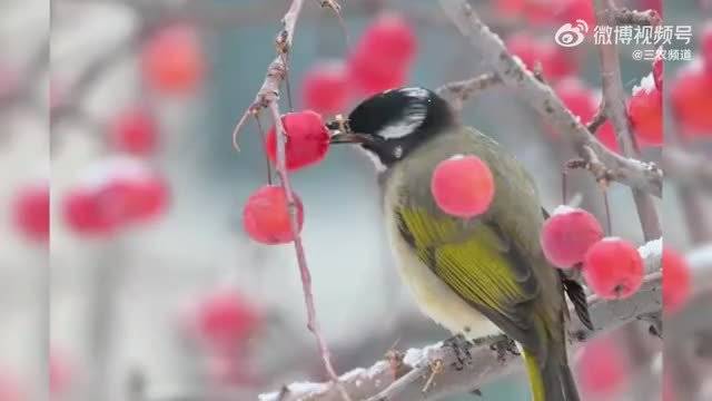 白头鹎雪中啄食红果成毅歌声伴冬日生机