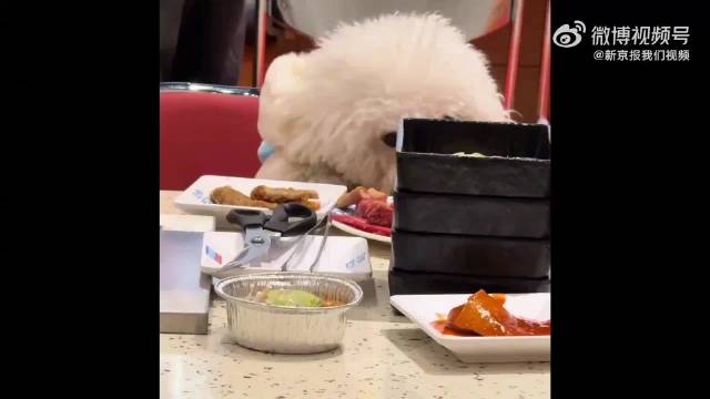 合肥一家烤肉店有宠物狗上桌吃饭，记者实探：店面暂停营业，正更换餐具并进行赔付