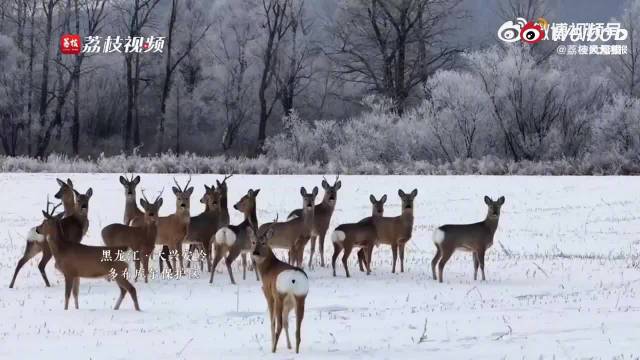 黑龙江保护区野生狍子雾凇林间觅食嬉戏