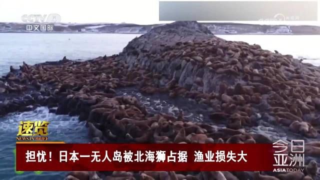 日本一无人岛密密麻麻都是北海狮