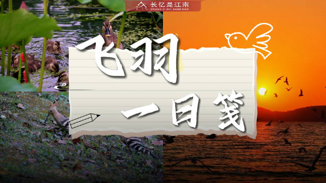 又到候鸟赴约的时节