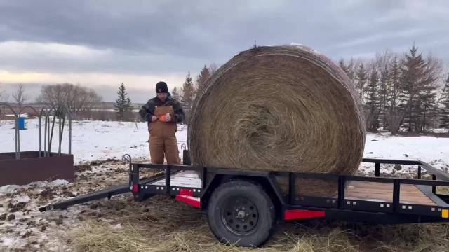 加拿大曼尼托巴省南部将迎降雪圣诞节，民众巧搬1600磅干草捆