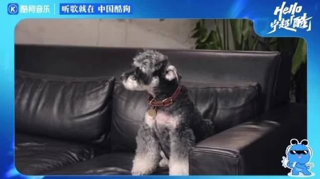 笑死，和狗争上了（bushi）