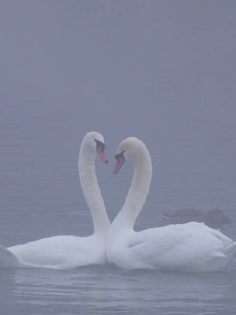 晨雾中白天鹅比心浪漫拉满