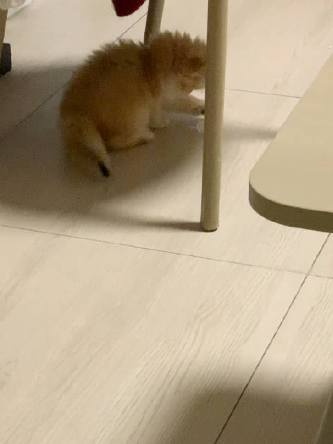 深夜等猫排便未果，主人困倦催促