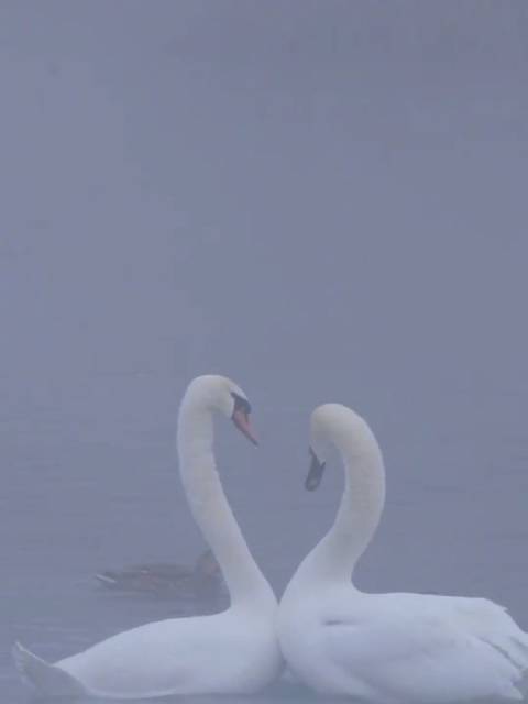 新疆伊宁天鹅泉晨雾中白天鹅比心起舞