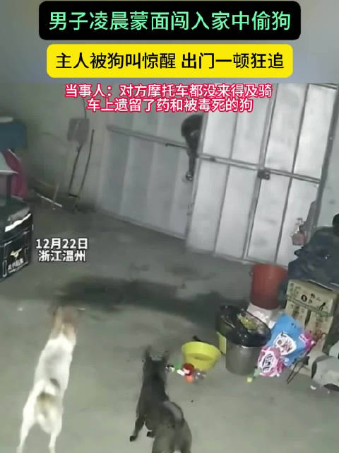 男子凌晨蒙面闯入家中偷狗，狗主人察觉飞奔追赶，还发现了之前被药死的狗摩托