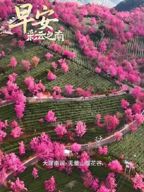 12月24日 大理·无量山樱花谷 冬的粉色浪漫