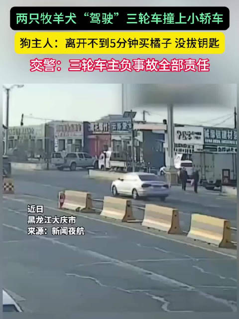 两只牧羊犬“驾驶”三轮撞上轿车，狗主人：离开不到5分钟买橘子牧羊犬