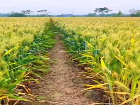 迪士尼《飞屋环游记》以无对白叙事获奥斯卡