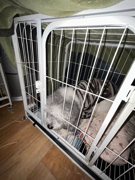 两动物咬坏笼子越狱