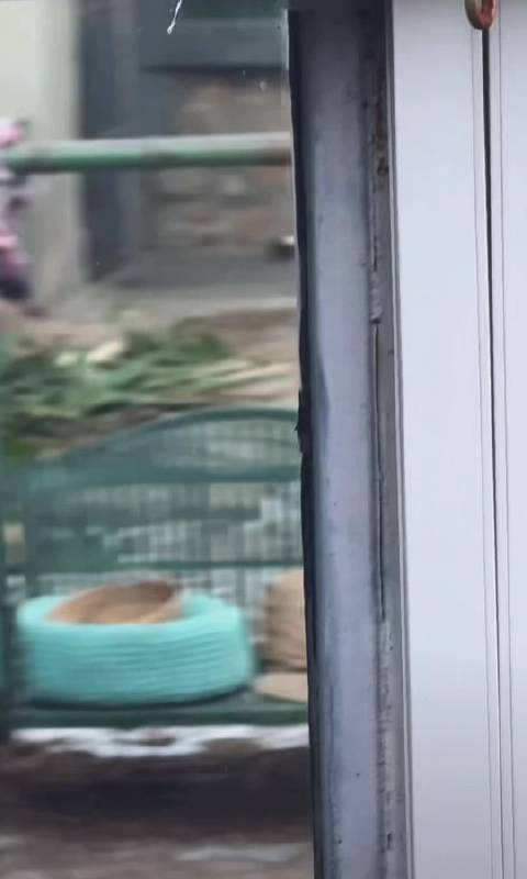 萌兰身轻如燕飞奔上树显摆功夫