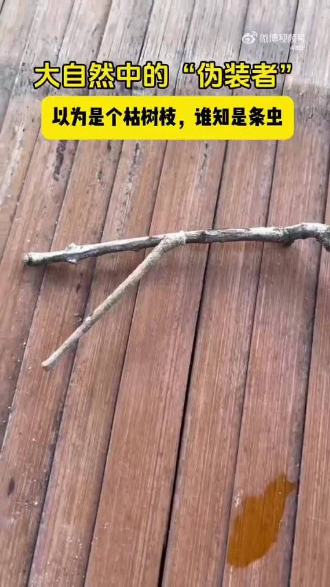 大自然的伪装者，开始真以为是个树枝！