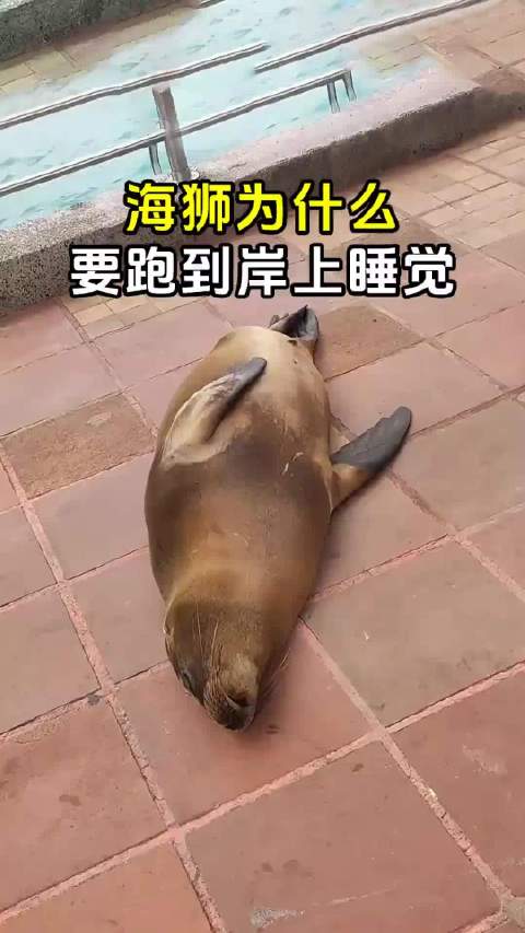 海狮，海豹，傻傻分不清楚