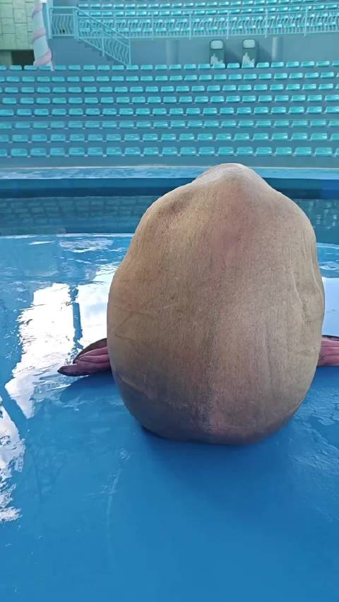 猜猜我是谁？海豹海狮海象