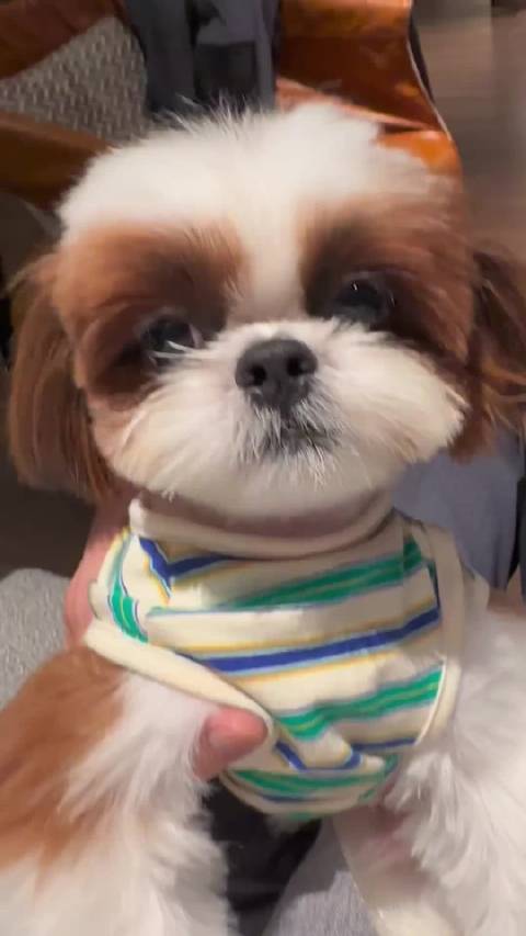 这个呆呆就跟健次亲生的似的，怎么和次次长得那么像呀 太可爱啦