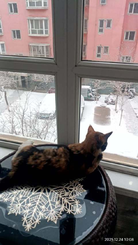 下雪了，我要不要去堆个同款雪人