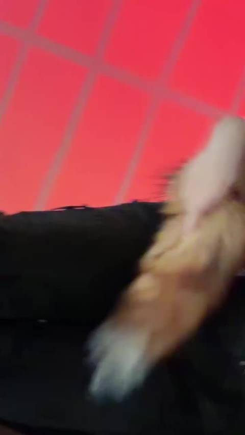 杨超越毛绒朋克野派甜心，好自信好明媚，完全没有不心动的义务