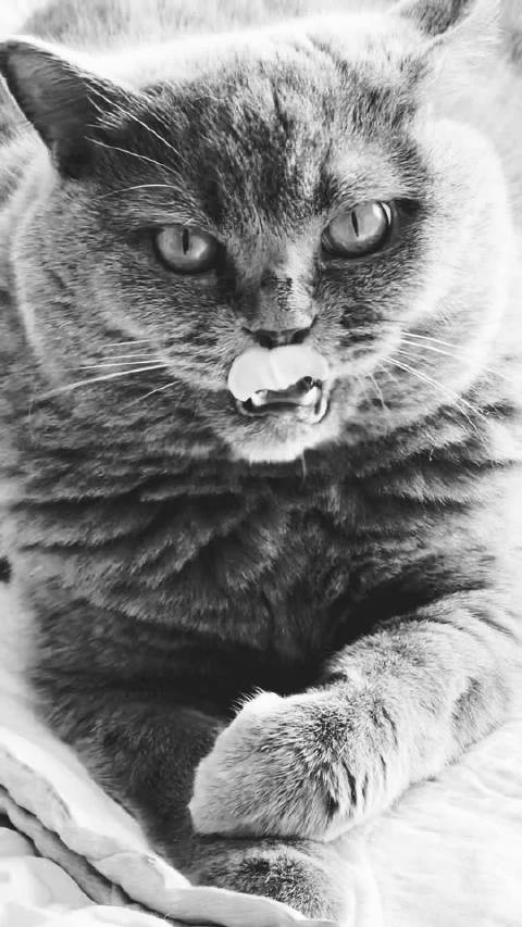 雪压竹枝低，虽低不着泥， 一朝红日起，依旧与天齐