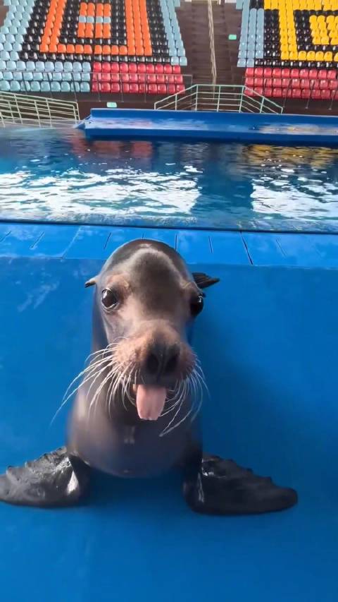 一分钟量的幽默海狮