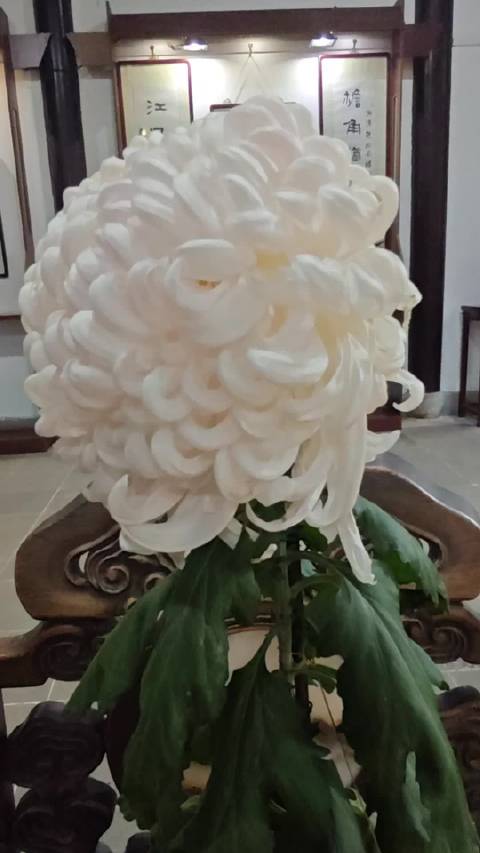 江西幼儿园园长驾车坠河致8人遇难