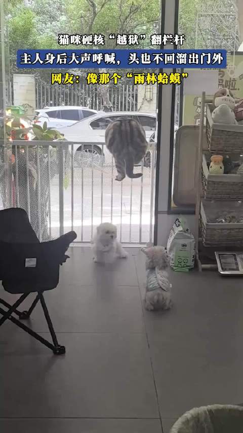 猫咪硬核“越狱”翻栏杆，主人身后大声呼喊，头也不回溜出门外