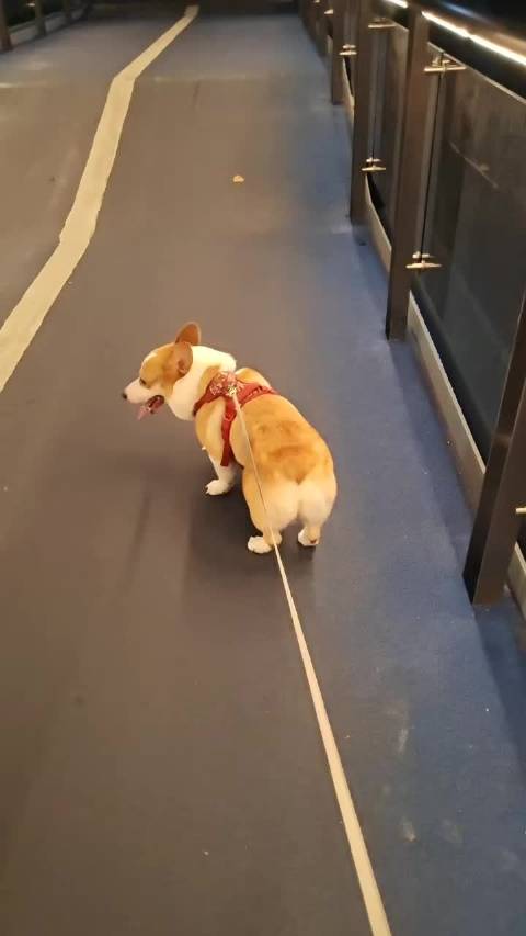 青年演员李沛恩粉丝分享宠物照并提醒保暖