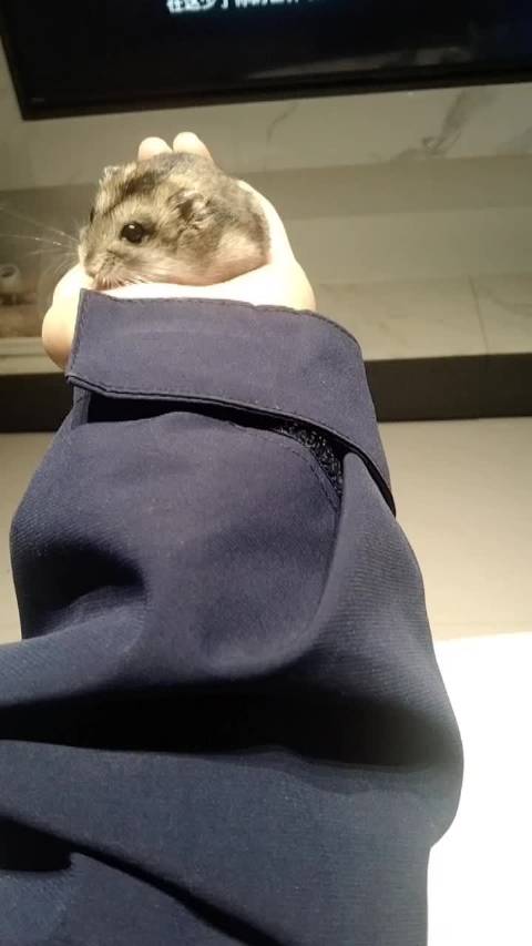 看看我！在线蹲一个翻牌~这只小鼠鼠在舔我来它也想侯明昊哥哥了