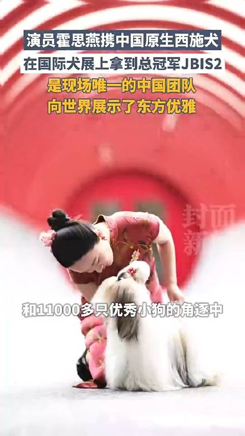 霍思燕携中国原生西施犬，在国际犬展上拿到总冠军