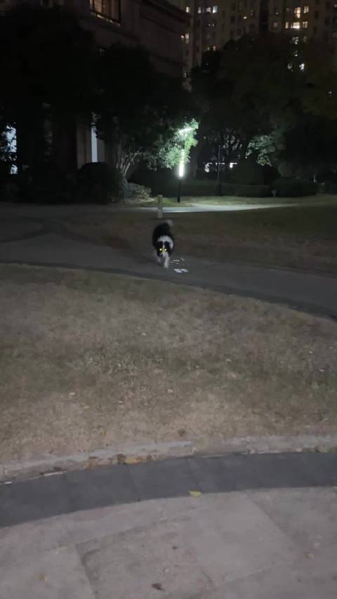 小狗奥斯卡每晚接gunner玩耍,寒假仍坚持送其朋友回家