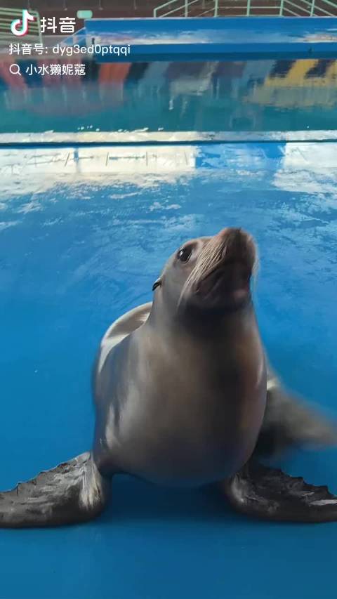 海狮太可爱了 刷到一个之后就源源不断地给我推海狮视频