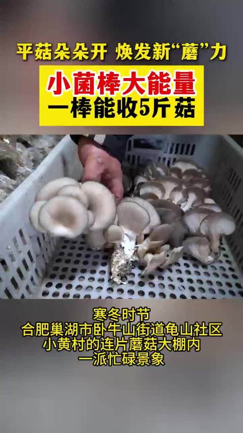 合肥巢湖蘑菇大棚迎丰收，冬日增收暖民心