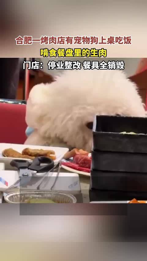 合肥一烤肉店宠物狗啃食餐盘肉，停业整改并全额退款