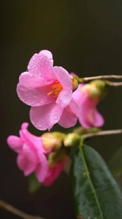 烟火中浅阅流年，守护内心宁静