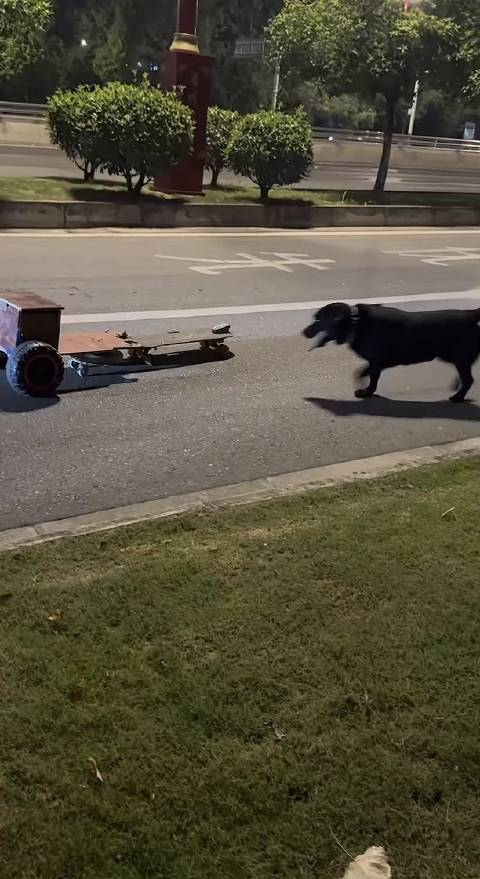 两只狗模仿主人开三轮车撞上轿车