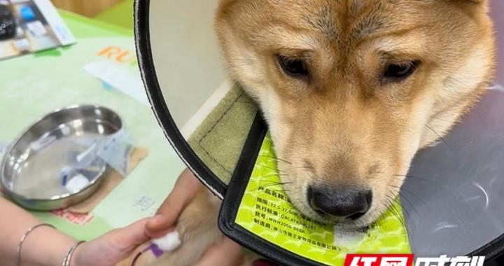 “它经济”崛起 瑞派宠物赴港IPO